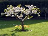 TulpenKirsche.JPG