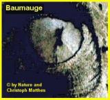 baumauge.jpg